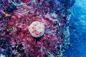 Platax Prints: Coral Reef and Tropical Fish on Maldives island