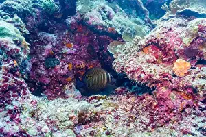 Platax Prints: Coral Reef and Tropical Fish on Maldives island
