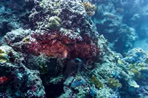 Platax Prints: Coral Reef and Tropical Fish on Maldives island