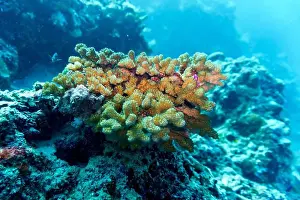 Underwater Photography Prints: Coral Reef and Tropical Fish on Maldives island