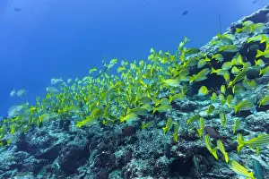 Underwater Photography Prints: Coral Reef and Tropical Fish on Maldives island