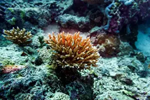 Underwater Photography Prints: Coral Reef and Tropical Fish on Maldives island