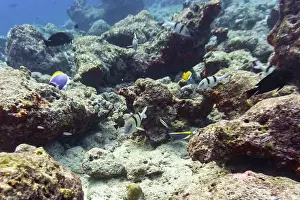 Underwater Photography Prints: Coral Reef and Tropical Fish on Maldives island