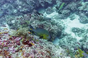 Underwater Photography Prints: Coral Reef and Tropical Fish on Maldives island