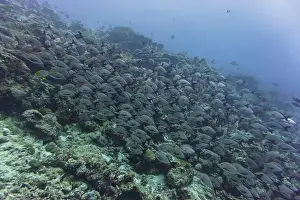 Underwater Photography Prints: Coral Reef and Tropical Fish on Maldives island