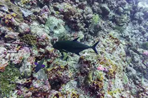 Underwater Photography Prints: Coral Reef and Tropical Fish on Maldives island