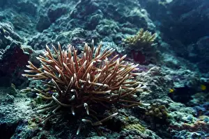 Underwater Photography Prints: Coral Reef and Tropical Fish on Maldives island