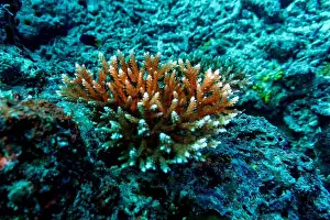 Underwater Photography Prints: Coral Reef and Tropical Fish on Maldives island