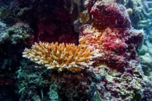 Underwater Photography Prints: Coral Reef and Tropical Fish on Maldives island
