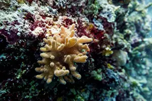 Underwater Photography Prints: Coral Reef and Tropical Fish on Maldives island