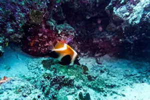 Underwater Photography Prints: Coral Reef and Tropical Fish on Maldives island
