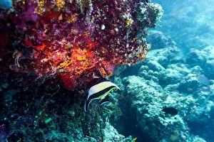 Underwater Photography Prints: Coral Reef and Tropical Fish on Maldives island