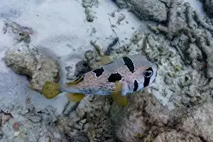 Underwater Photography Prints: Coral Reef and Tropical Fish on Maldives island