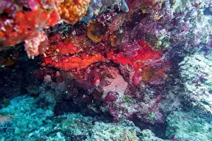 Underwater Photography Prints: Coral Reef and Tropical Fish on Maldives island