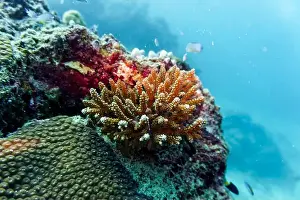 Underwater Photography Prints: Coral Reef and Tropical Fish on Maldives island