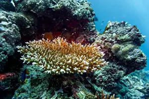Underwater Photography Prints: Coral Reef and Tropical Fish on Maldives island