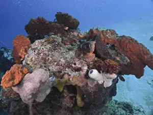 Bony Fishes Prints: A coral reef with various colourful coral formations in the blue sea