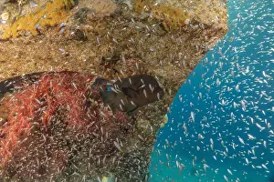 Coral reef and water plants in the Red Sea, Eilat Israel