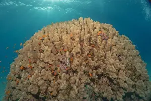 Red Sea Egypt Prints: Coral reef and water plants in the Red Sea, Eilat Israel