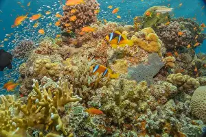 Red Sea Egypt Prints: Coral reef and water plants in the Red Sea, Eilat Israel
