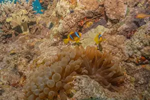 Red Sea Egypt Prints: Coral reef and water plants in the Red Sea, Eilat Israel
