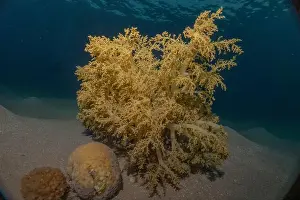 Red Sea Egypt Prints: Coral reef and water plants in the Red Sea, Eilat Israel