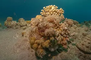 Red Sea Egypt Prints: Coral reef and water plants in the Red Sea, Eilat Israel