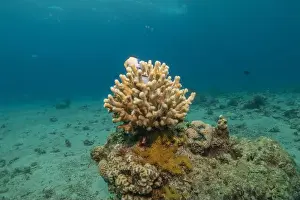 Red Sea Egypt Prints: Coral reef and water plants in the Red Sea, Eilat Israel