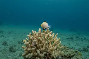 Red Sea Egypt Prints: Coral reef and water plants in the Red Sea, Eilat Israel