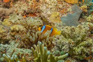 Red Sea Egypt Prints: Coral reef and water plants in the Red Sea, Eilat Israel