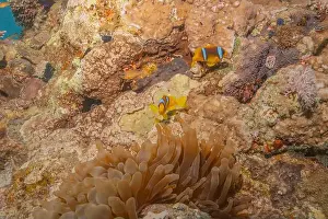 Red Sea Egypt Prints: Coral reef and water plants in the Red Sea, Eilat Israel