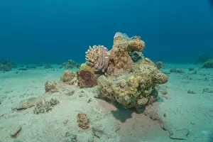Red Sea Egypt Prints: Coral reef and water plants in the Red Sea, Eilat Israel