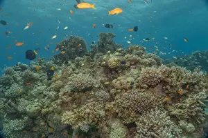 Red Sea Egypt Prints: Coral reef and water plants in the Red Sea, Eilat Israel