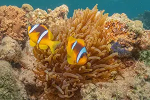 Red Sea Egypt Prints: Coral reef and water plants in the Red Sea, Eilat Israel