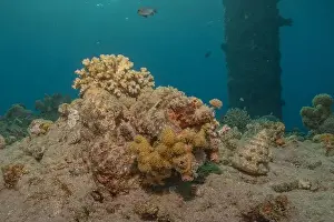 Red Sea Egypt Prints: Coral reef and water plants in the Red Sea, Eilat Israel