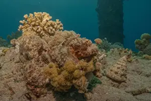 Red Sea Egypt Prints: Coral reef and water plants in the Red Sea, Eilat Israel