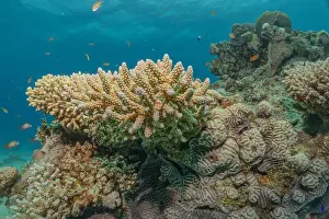 Red Sea Egypt Prints: Coral reef and water plants in the Red Sea, Eilat Israel