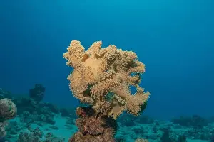 Red Sea Egypt Prints: Coral reef and water plants in the Red Sea, Eilat Israel