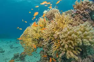 Red Sea Egypt Prints: Coral reef and water plants in the Red Sea, Eilat Israel