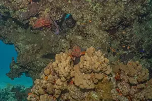 Red Sea Egypt Prints: Coral reef and water plants in the Red Sea, Eilat Israel