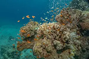 Red Sea Egypt Prints: Coral reef and water plants in the Red Sea, Eilat Israel