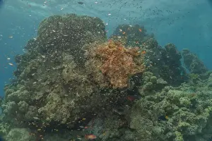 Red Sea Egypt Prints: Coral reef and water plants in the Red Sea, Eilat Israel