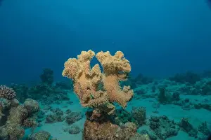 Red Sea Egypt Prints: Coral reef and water plants in the Red Sea, Eilat Israel