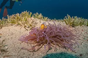 Red Sea Egypt Prints: Coral reef and water plants in the Red Sea, Eilat Israel