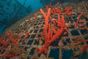 Red Sea Egypt Prints: Coral reef and water plants in the Red Sea, Eilat Israel