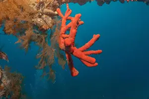 Red Sea Egypt Prints: Coral reef and water plants in the Red Sea, Eilat Israel