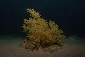 Red Sea Egypt Prints: Coral reef and water plants in the Red Sea, Eilat Israel