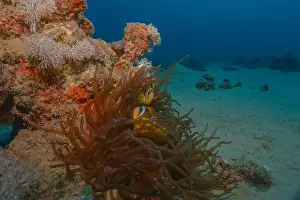 Red Sea Egypt Prints: Coral reef and water plants in the Red Sea, Eilat Israel