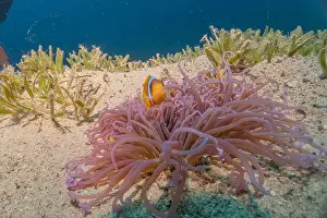 Red Sea Egypt Prints: Coral reef and water plants in the Red Sea, Eilat Israel