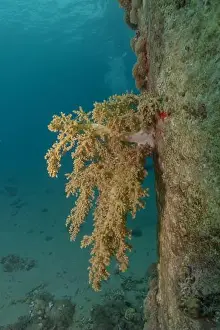 Red Sea Egypt Prints: Coral reef and water plants in the Red Sea, Eilat Israel